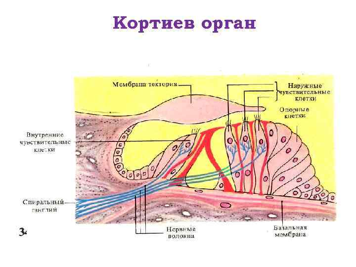 Кортиев орган 