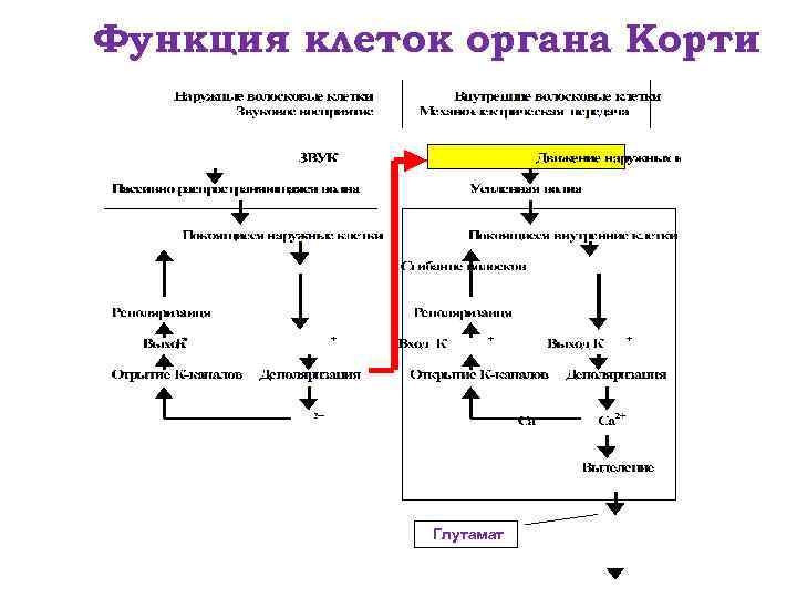 Тактильный анализатор физиология схема