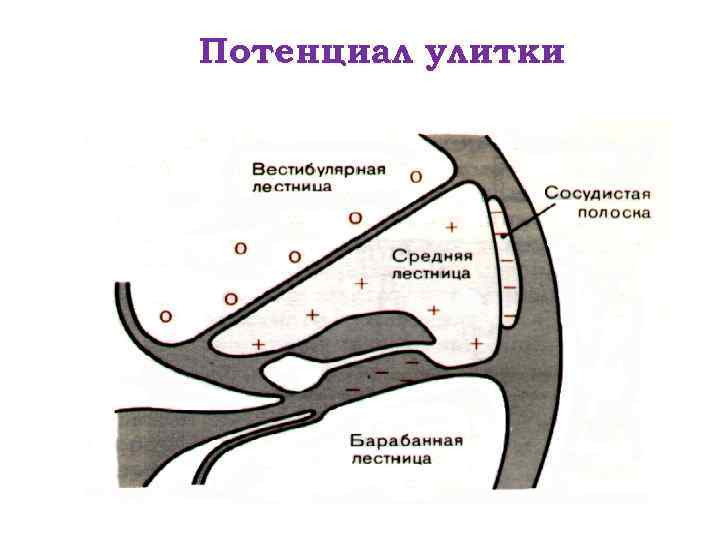 Потенциал улитки 