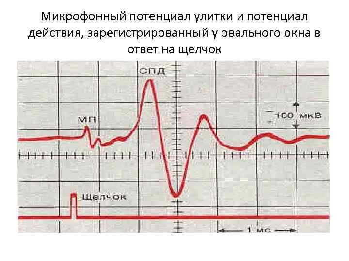 Микрофонный потенциал улитки и потенциал действия, зарегистрированный у овального окна в ответ на щелчок