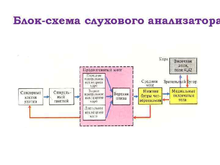 Схема слухового анализатора 8 класс