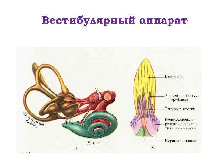 Вестибулярный аппарат 