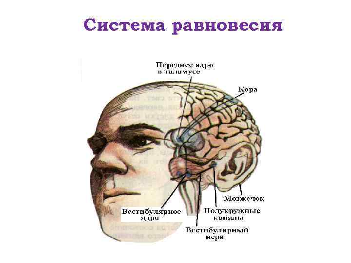 Система равновесия 