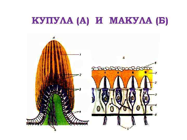 КУПУЛА (А) И МАКУЛА (Б) 