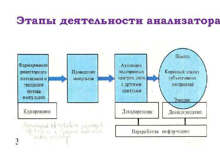 Анализатор текста