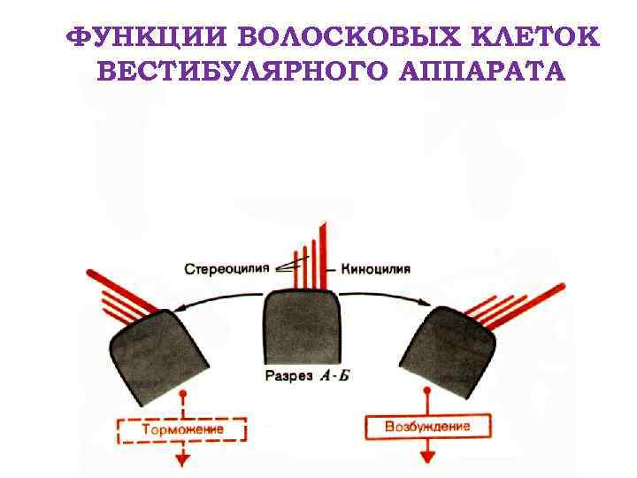 ФУНКЦИИ ВОЛОСКОВЫХ КЛЕТОК ВЕСТИБУЛЯРНОГО АППАРАТА 