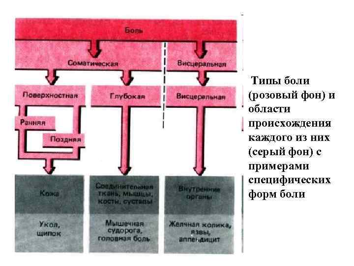 Типы боли (розовый фон) и области происхождения каждого из них (серый фон) с примерами