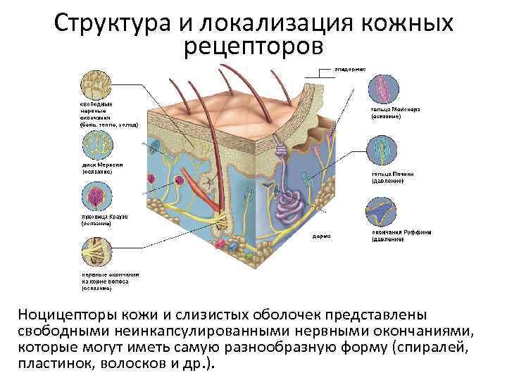 Структура и локализация кожных рецепторов Ноцицепторы кожи и слизистых оболочек представлены свободными неинкапсулированными нервными