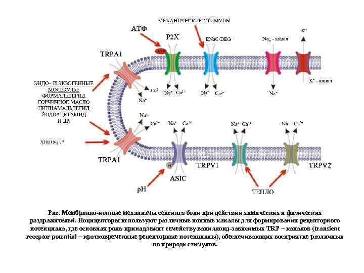 Рис. Мембранно-ионные механизмы сенсинга боли при действии химических и физических раздражителей. Ноцицепторы используют различные