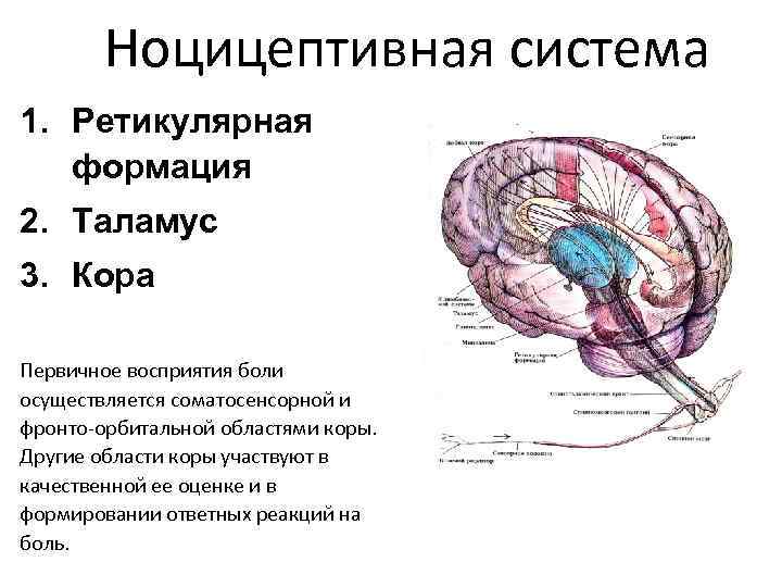 Болевой анализатор физиология презентация