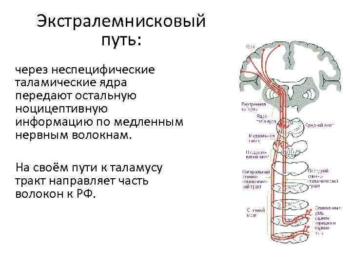 Экстралемнисковый путь: через неспецифические таламические ядра передают остальную ноцицептивную информацию по медленным нервным волокнам.