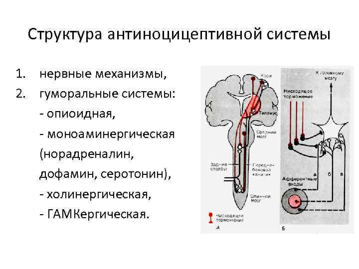 Болевой анализатор физиология презентация