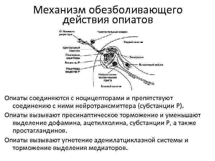 Анализаторы физиология презентация