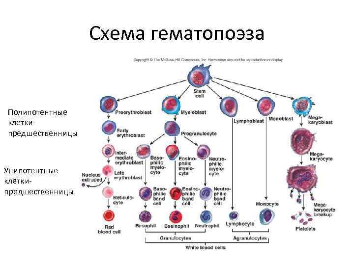Кровь дифференцировка. Схема кроветворения человека Быков. Регуляция гемопоэза схема. Эритропоэз схема кроветворения. Схема кроветворения гематология Черткова.