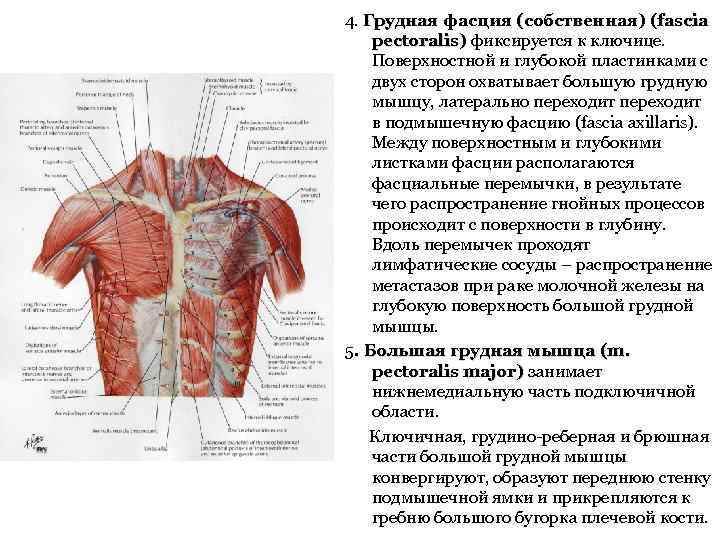 4. Грудная фасция (собственная) (fascia pectoralis) фиксируется к ключице. Поверхностной и глубокой пластинками с