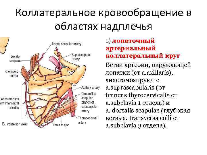 Коллатеральное кровообращение в областях надплечья 1) лопаточный артериальный коллатеральный круг Ветви артерии, окружающей лопатки