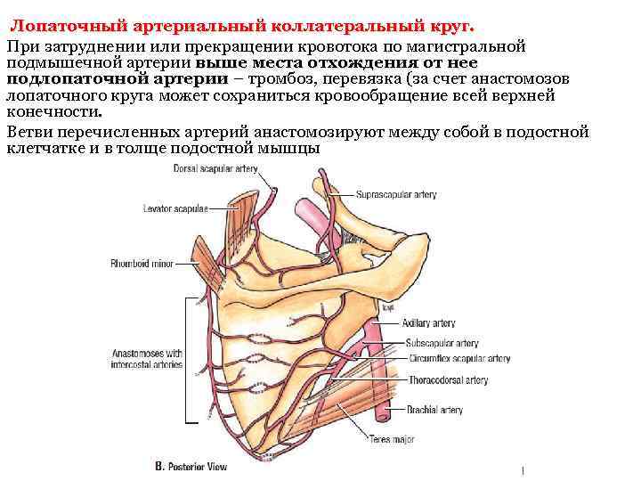 Лопаточный артериальный коллатеральный круг. При затруднении или прекращении кровотока по магистральной подмышечной артерии выше