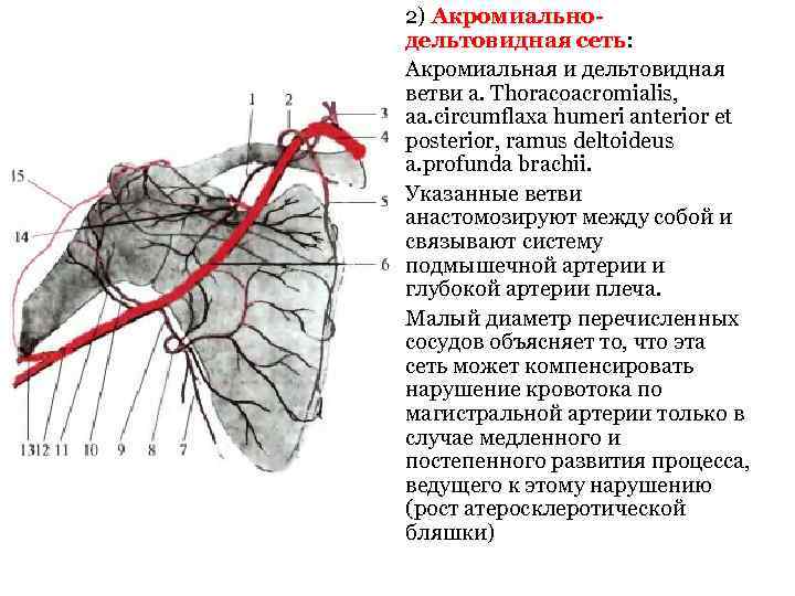 2) Акромиальнодельтовидная сеть: сеть Акромиальная и дельтовидная ветви a. Thoracoacromialis, aa. circumflaxa humeri anterior