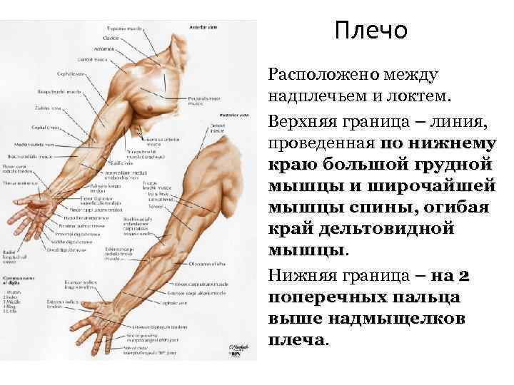 Плечо Расположено между надплечьем и локтем. Верхняя граница – линия, проведенная по нижнему краю