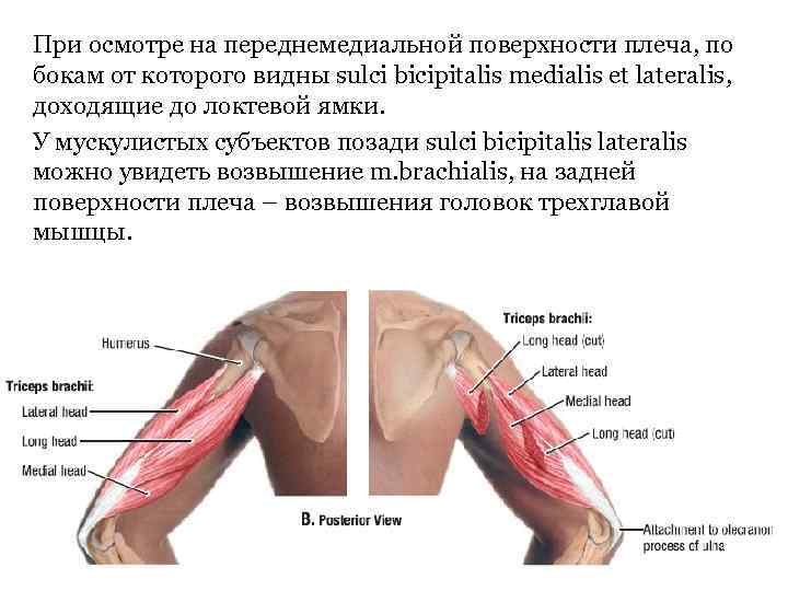 При осмотре на переднемедиальной поверхности плеча, по бокам от которого видны sulci bicipitalis medialis