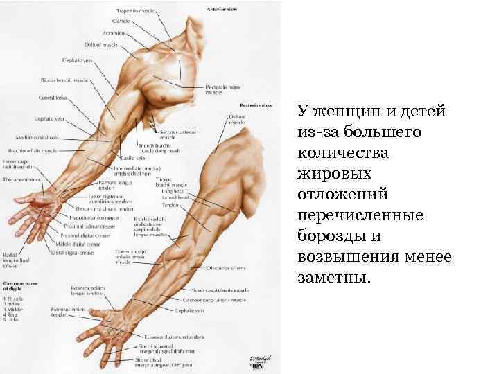 У женщин и детей из-за большего количества жировых отложений перечисленные борозды и возвышения менее