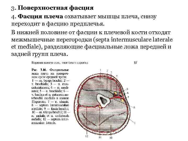 3. Поверхностная фасция 4. Фасция плеча охватывает мышцы плеча, снизу переходит в фасцию предплечья.