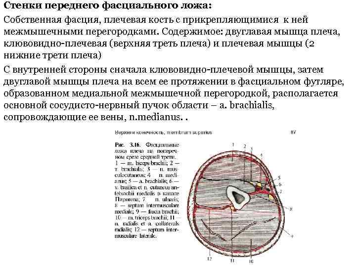 Стенки переднего фасциального ложа: Собственная фасция, плечевая кость с прикрепляющимися к ней межмышечными перегородками.