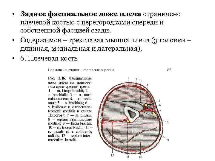  • Заднее фасциальное ложе плеча ограничено плечевой костью с перегородками спереди и собственной