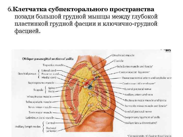 6. Клетчатка субпекторального пространства позади большой грудной мышцы между глубокой пластинкой грудной фасции и