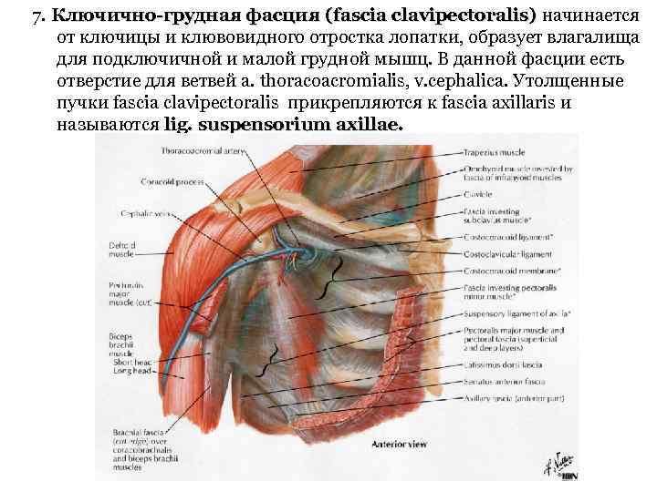 7. Ключично-грудная фасция (fascia clavipectoralis) начинается от ключицы и клювовидного отростка лопатки, образует влагалища