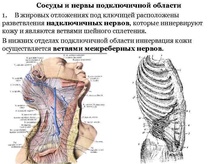 Подключичная область фото