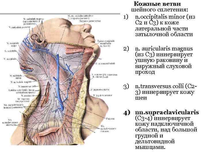  Кожные ветви шейного сплетения: 1) n. occipitalis minor (из C 2 и С