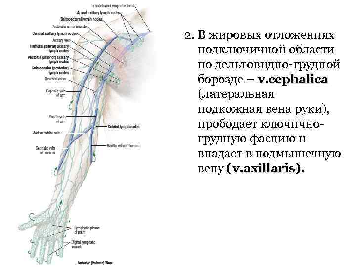 2. В жировых отложениях подключичной области по дельтовидно-грудной борозде – v. cephalica (латеральная подкожная