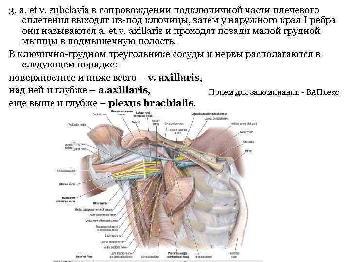 3. a. et v. subclavia в сопровождении подключичной части плечевого сплетения выходят из-под ключицы,