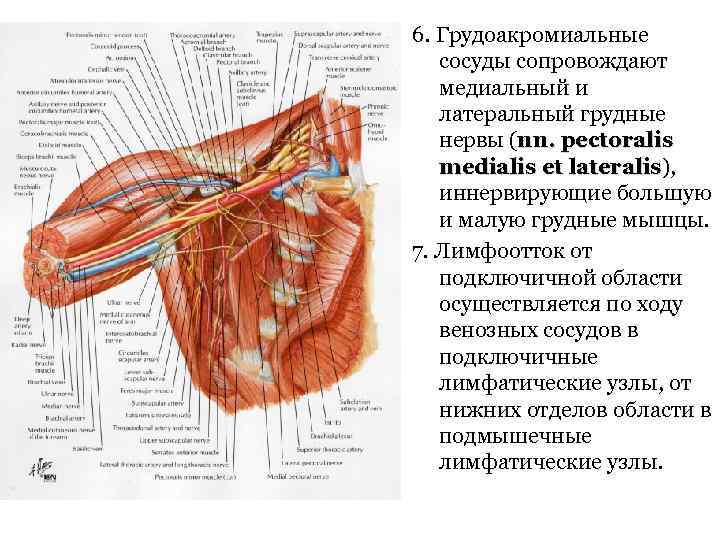 6. Грудоакромиальные сосуды сопровождают медиальный и латеральный грудные нервы (nn. pectoralis medialis et lateralis),