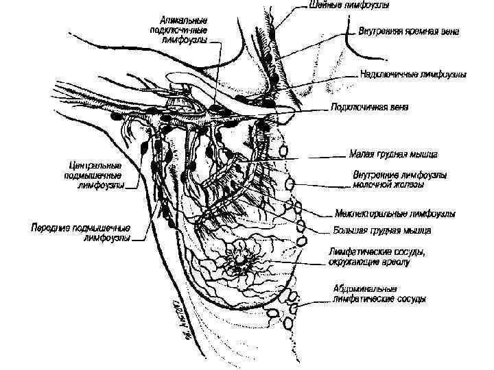 Подключичная ямка где находится фото