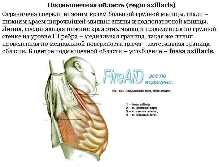 Подмышечная область (regio axillaris) Ограничена спереди нижним краем большой грудной мышцы, сзади – нижним