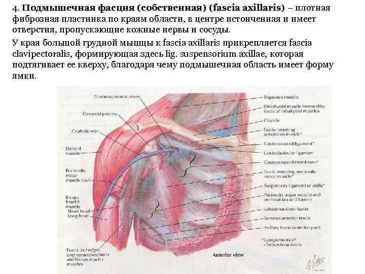 4. Подмышечная фасция (собственная) (fascia axillaris) – плотная фиброзная пластинка по краям области, в