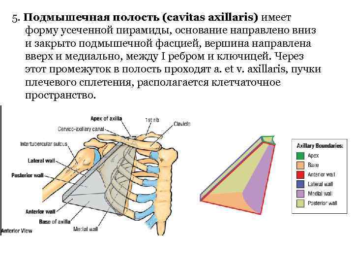 5. Подмышечная полость (cavitas axillaris) имеет форму усеченной пирамиды, основание направлено вниз и закрыто