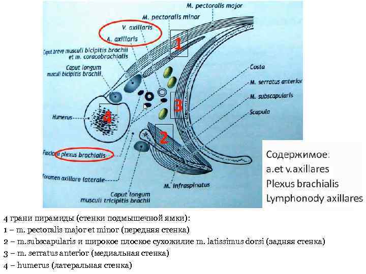 4 грани пирамиды (стенки подмышечной ямки): 1 – m. pectoralis major et minor (передняя