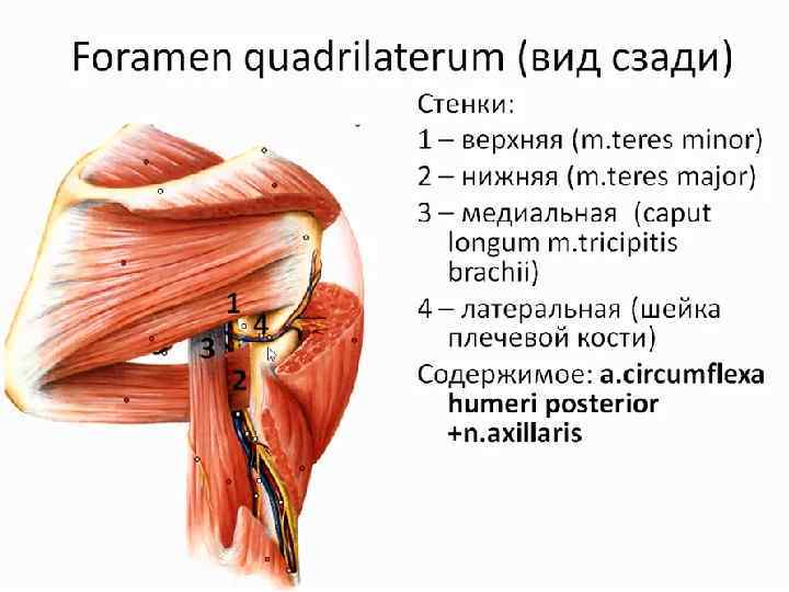 Подключичная область фото