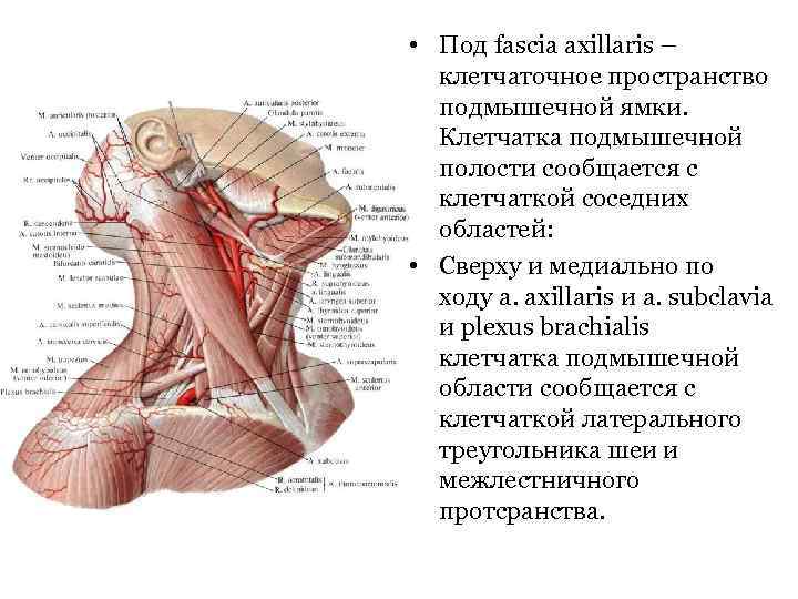  • Под fascia axillaris – клетчаточное пространство подмышечной ямки. Клетчатка подмышечной полости сообщается