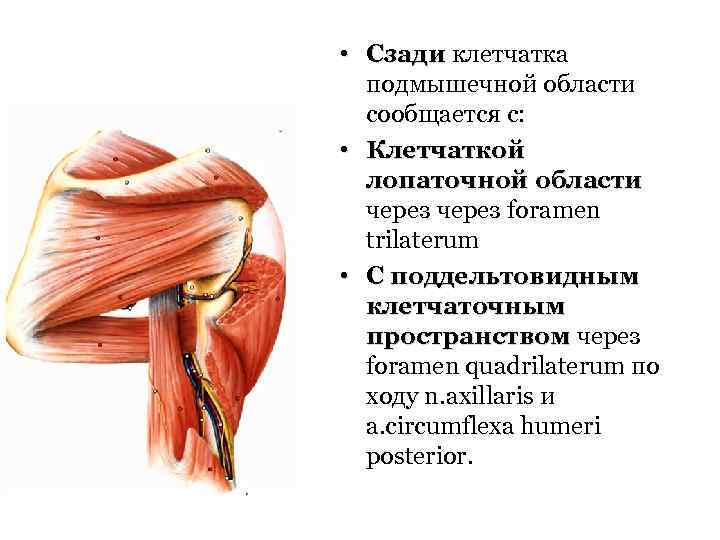  • Сзади клетчатка Сзади подмышечной области сообщается с: • Клетчаткой лопаточной области через