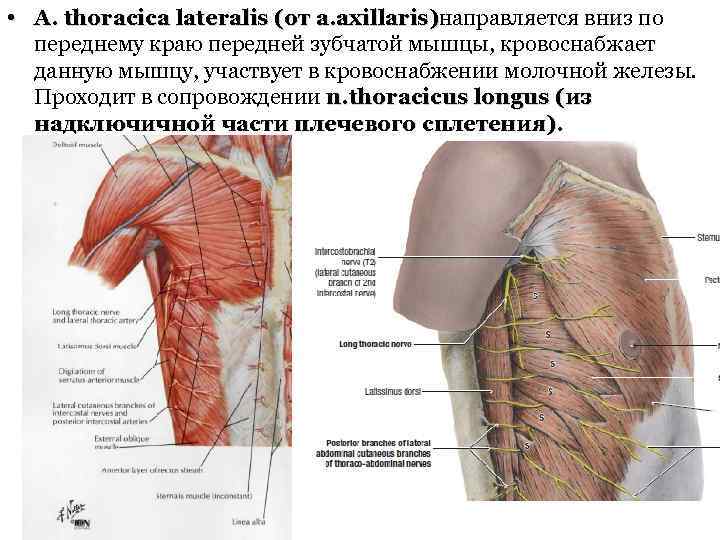  • A. thoracica lateralis (от a. axillaris)направляется вниз по a. axillaris) переднему краю