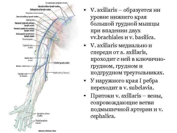  • V. axillaris – образуется ни уровне нижнего края большой грудной мышцы при