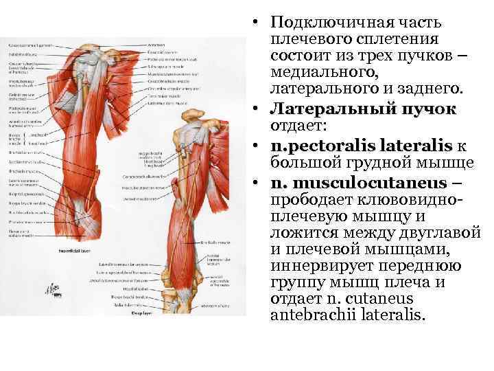  • Подключичная часть плечевого сплетения состоит из трех пучков – медиального, латерального и