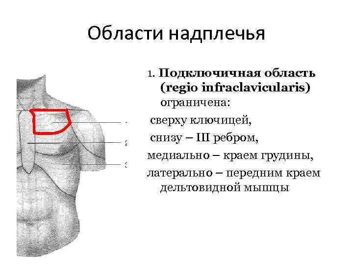 Области надплечья 1. Подключичная область (regio infraclavicularis) ограничена: сверху ключицей, снизу – III ребром,