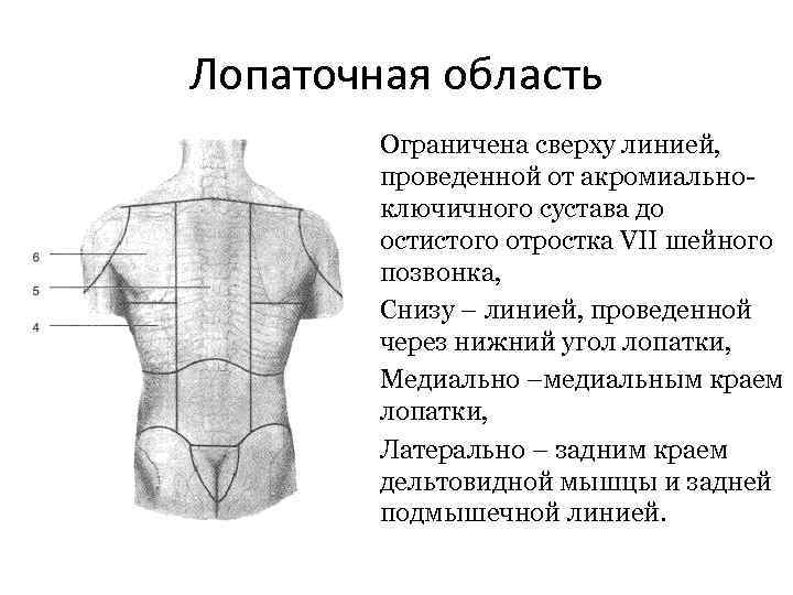 Лопаточная область Ограничена сверху линией, проведенной от акромиальноключичного сустава до остистого отростка VII шейного