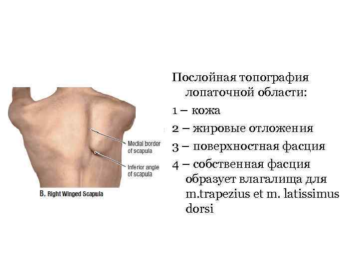 Послойная топография лопаточной области: 1 – кожа 2 – жировые отложения 3 – поверхностная