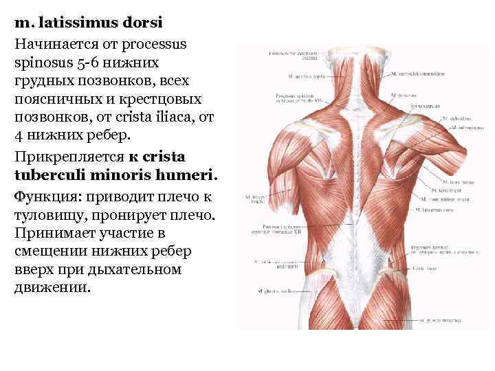 m. latissimus dorsi Начинается от processus spinosus 5 -6 нижних грудных позвонков, всех поясничных